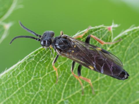 Tenthrède du rosier (Allantus cinctus)_6