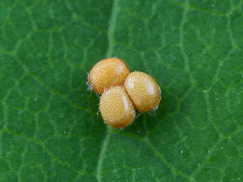 Galéruque du cerisier (Tricholochmaea cavicollis)_1