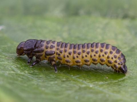 Galéruque du cerisier (Tricholochmaea cavicollis)_3