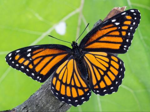 Vice-roi (Limenitis archippus)_6