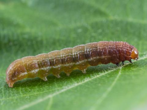 Chenille veloutée (Eupsilia tristigmata)_3