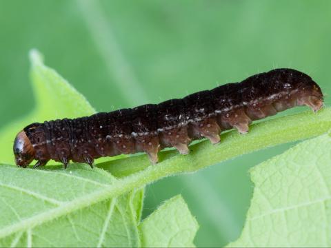 Chenille veloutée (Eupsilia tristigmata)_5