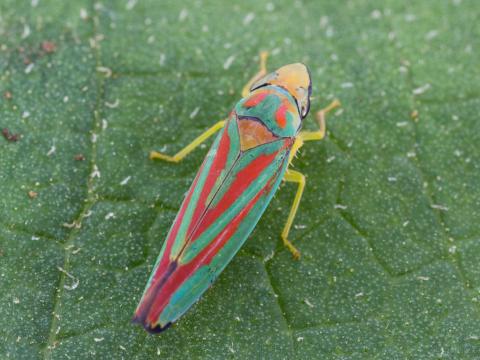 Graphocephala sp._2