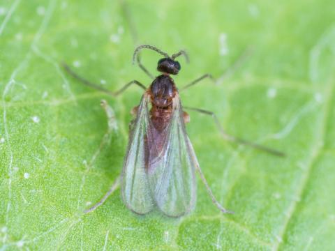 Cécidomyie du pommier (Dasineura mali)_6