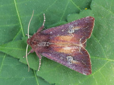 Chenille zébrée (Melanchra picta)_7