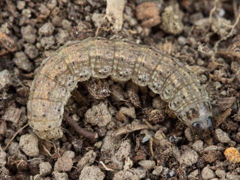 Ver-gris noir (Agrotis ipsilon)_5