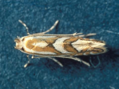 Mineuse marbrée (Phyllonorycter blancardella)_4