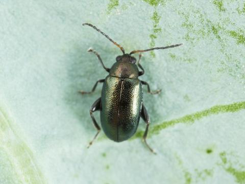 Altise crucifère (Phyllotreta cruciferae)_2