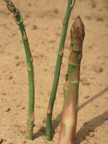 Criocère de l'asperge (Crioceris asparagi)_8