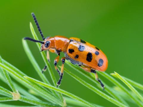 Criocère à douze points (Crioceris duodecimpunctata)_1