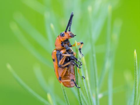 Criocère à douze points (Crioceris duodecimpunctata)_2