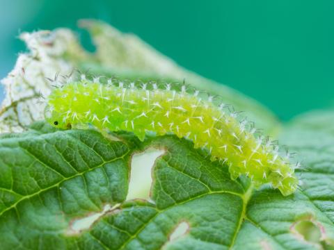 Tenthrède du framboisier (Monophadnoides geniculatus)_2