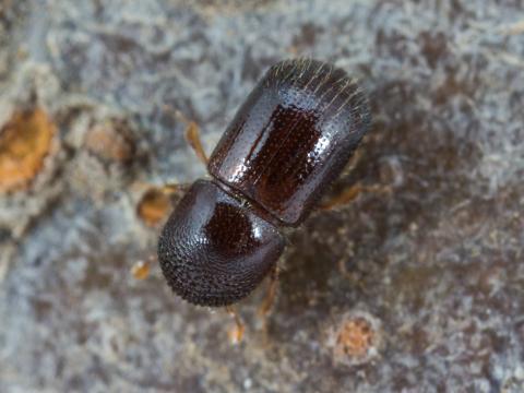 Bostryche noir Japon (Xylosandrus germanus)_2