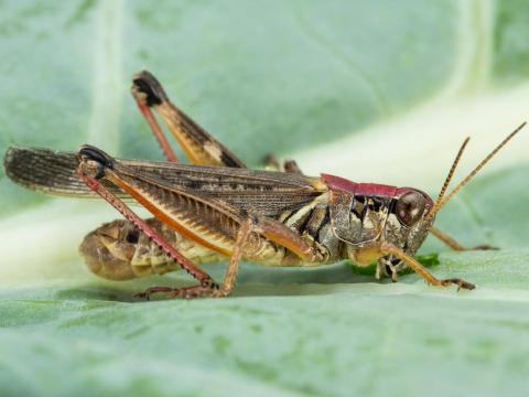 Criquet à pattes rouges (Melanoplus femurrubrum)_2