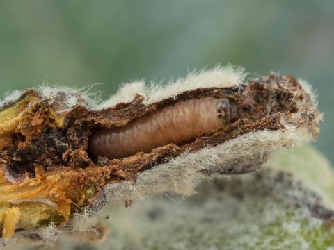 Mineuse des bourgeons du pommier (Blastodacna atra)_3