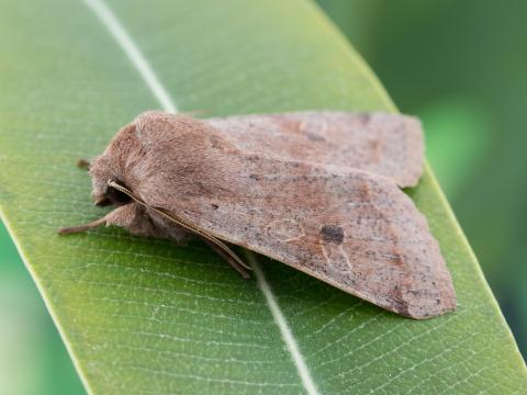 Orthosie verte (Orthosia hibisci)_6