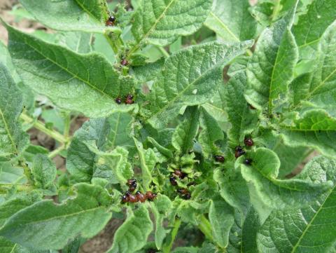 Doryphore de la pomme de terre (Leptinotarsa decemlineata)_10