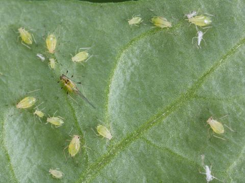 Puceron de la digitale (Aulacorthum solani)_2