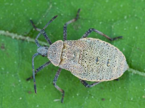 Punaise de la courge (Anasa tristis)_4