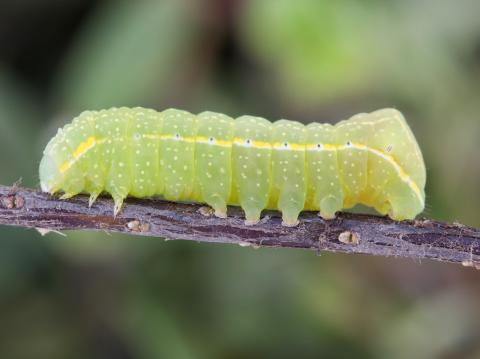 Noctuelle cuivrée (Amphipyra pyramidoides)_6