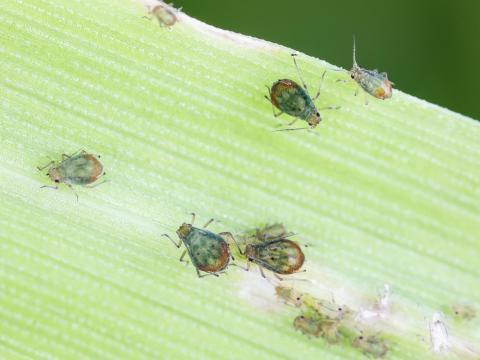 Puceron bicolore des céréales (Rhopalosiphum padi)_6