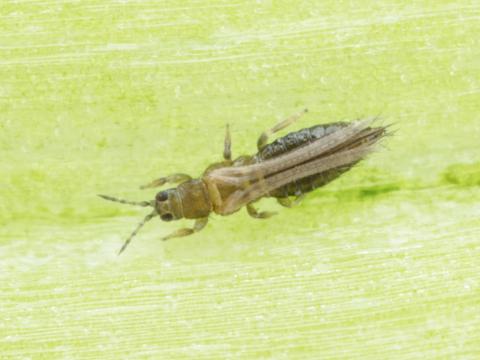 Thrips de l'oignon (Thrips tabaci)_2