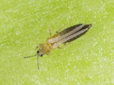 Thrips de l'oignon (Thrips tabaci)_3