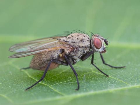 Mouche de l'oignon (Delia antiqua)_6