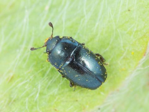 Méligèthe des crucifères (Brassicogethes viridescens)_2