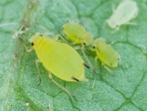 Puceron du soya (Aphis glycines)_9