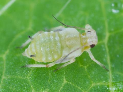 Puceron du soya (Aphis glycines)_10