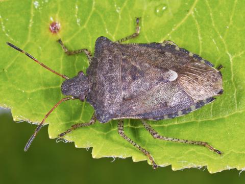 Punaise à trois taches (Euschistus tristigmus luridus)_4