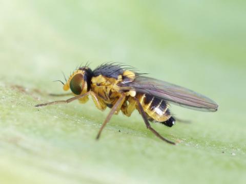 Mouche mineuse américaine (Liriomyza trifolii)_1