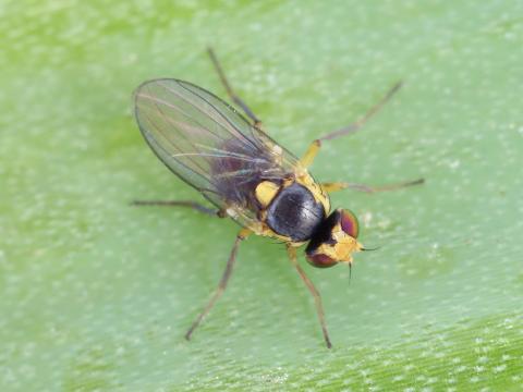 Mouche mineuse américaine (Liriomyza trifolii)_2