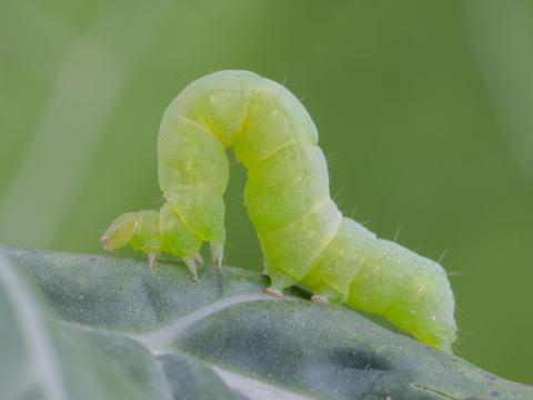 Fausse-arpenteuse du chou (Trichoplusia ni)_6