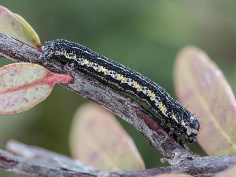 Arpenteuse noire (Speranza argillacearia)_9