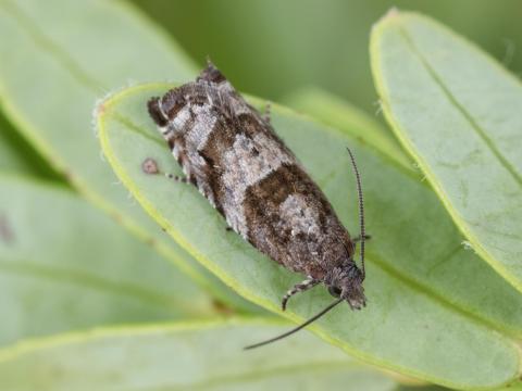 Tordeuse des canneberges (Rhopobota naevana)_5