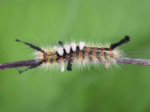 Chenille à houppes rousses (Orgyia antiqua)_8