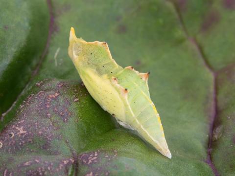 Piéride du chou (Pieris rapae)_10