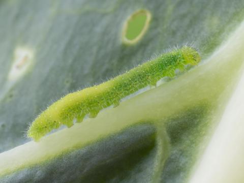 Piéride du chou (Pieris rapae)_11