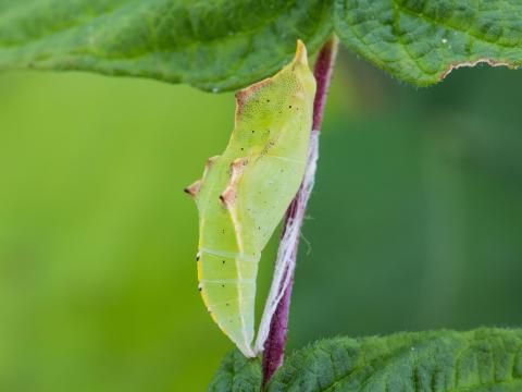 Piéride du chou (Pieris rapae)_13