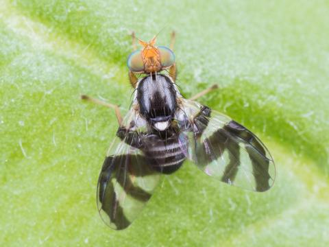 Mouche du bleuet (Rhagoletis mendax)_8