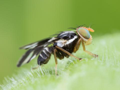 Mouche du bleuet (Rhagoletis mendax)_10