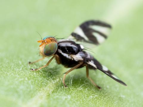 Mouche du bleuet (Rhagoletis mendax)_11