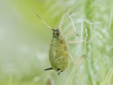 Puceron du melon (Aphis gossypii)_4