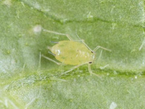 Puceron du melon (Aphis gossypii)_7