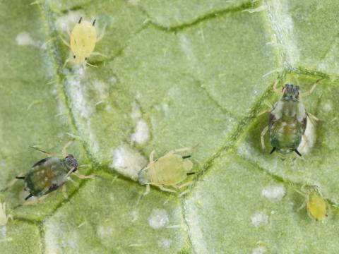 Puceron du melon (Aphis gossypii)_8