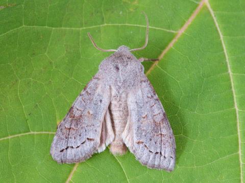 Orthosie gris-vert (Orthosia revicta)_7