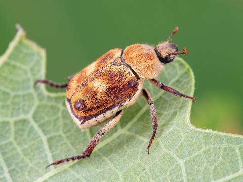 Hoplia trifasciata_4