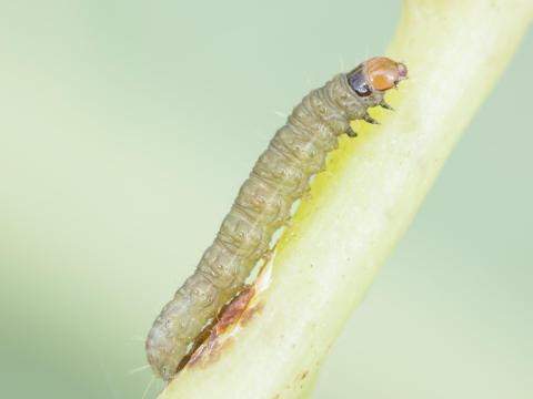 Tordeuse de la vigne (Paralobesia viteana)_5